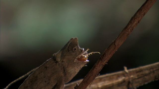 小叶子变色龙(Brookesia)吃蟋蟀猎物，马达加斯加视频素材