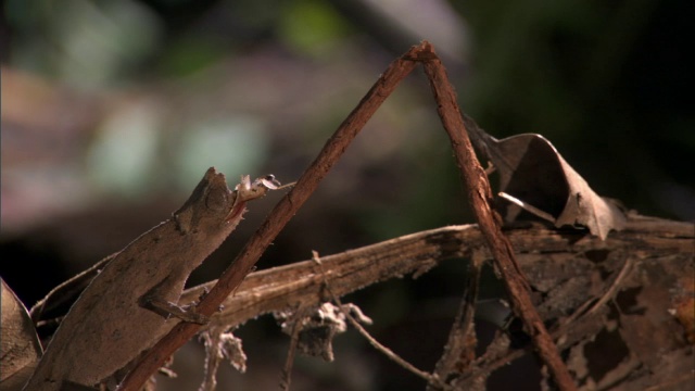 马达加斯加，小叶子变色龙(Brookesia)用舌头捕捉蟋蟀视频素材