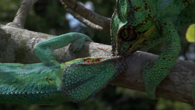 豹变色龙(Furcifer pardalis)在马达加斯加的树枝上战斗视频素材