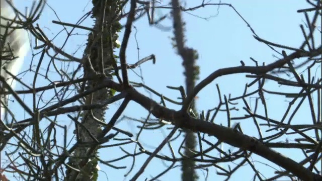 在马达加斯加多刺的森林里，狐猴(Propithecus verreauxi)的婴儿跳跃视频素材