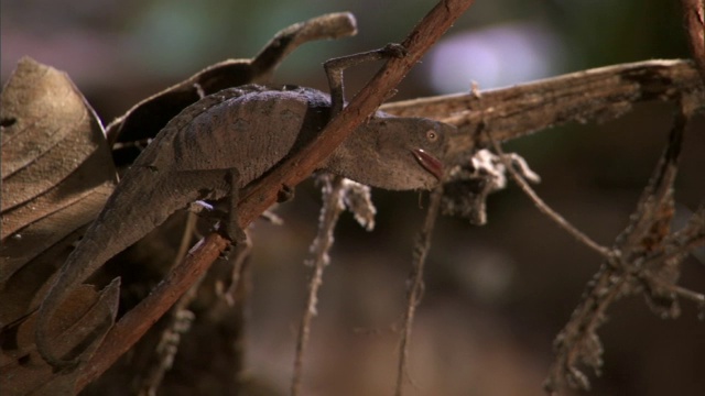 小叶子变色龙(Brookesia)吃蟋蟀猎物，马达加斯加视频素材