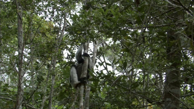 大狐猴(inr Indri)跃出森林，马达加斯加视频素材