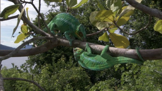 黑豹变色龙(Furcifer pardalis)在分支，马达加斯加视频素材