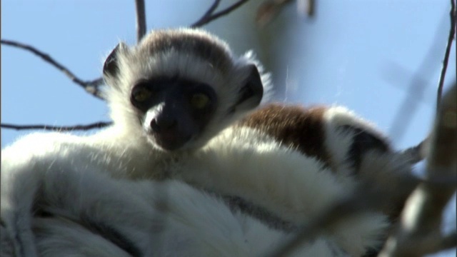 小狐猴(Propithecus verreauxi)依附于父母，马达加斯加视频素材