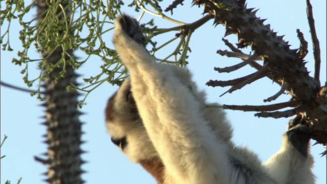 马达加斯加的狐猴(Propithecus verreauxi)在多刺的森林中觅食视频素材