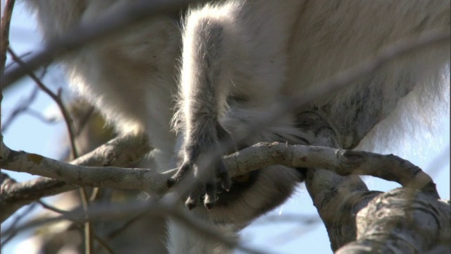 小狐猴(Propithecus verreauxi)在玩小树枝，马达加斯加视频素材