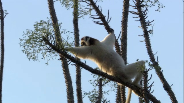 马达加斯加的狐猴(Propithecus verreauxi)在多刺的森林中觅食视频素材