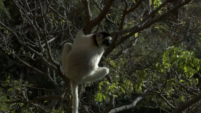 马达加斯加的狐猴(Propithecus verreauxi)在树间跳跃视频素材