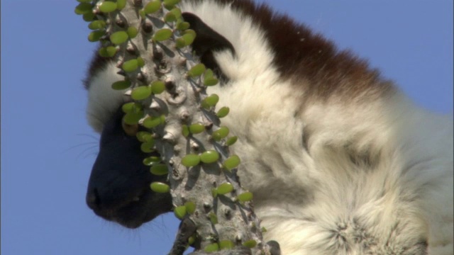 马达加斯加的狐猴(Propithecus verreauxi)在多刺的森林中觅食视频素材