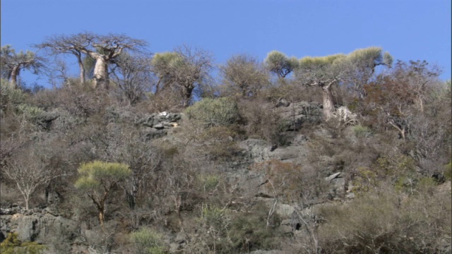 岩石山坡和猴面包树，马达加斯加视频素材