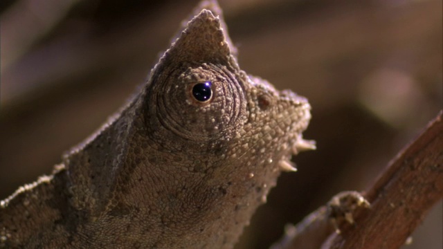 小叶子变色龙(Brookesia)环顾四周，马达加斯加视频素材