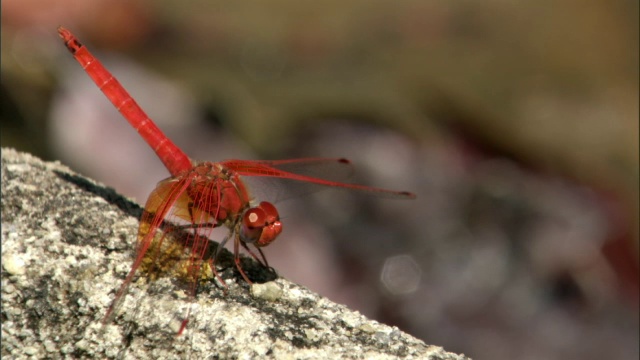 红蜻蜓(Trithemis selika)起飞，马达加斯加视频素材