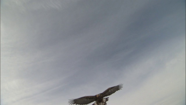 金鹰(Aquila chrysaetos)飞过镜头，贾库尔特，中国视频素材