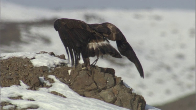 金鹰(Aquila chrysaetos)飞过雪原，贾库尔特，中国视频素材