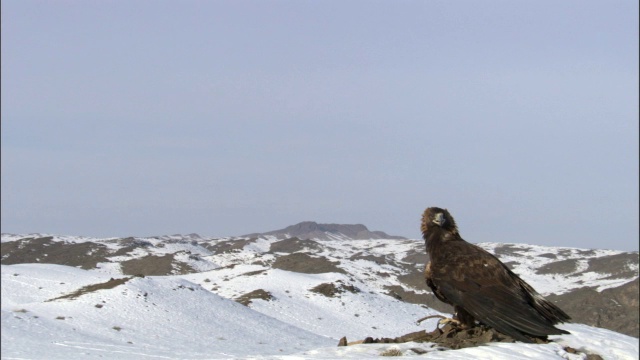 金雕(Aquila chrysaetos)栖息在中国贾库尔特草原上视频素材