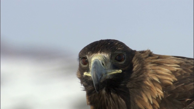 金鹰(Aquila chrysaetos)的CU负责人，贾库尔特，中国视频素材