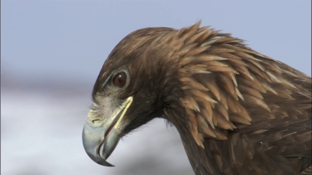 金鹰(Aquila chrysaetos)的CU负责人，贾库尔特，中国视频素材