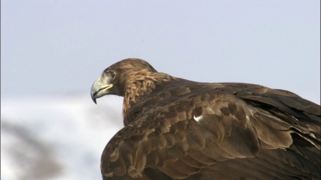 金鹰(Aquila chrysaetos)的CU负责人，贾库尔特，中国视频素材