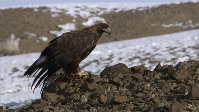 金鹰(Aquila chrysaetos)起飞，中国贾库尔特视频素材