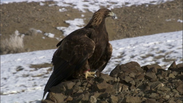 金雕(Aquila chrysaetos)栖息在中国贾库尔特草原上视频素材