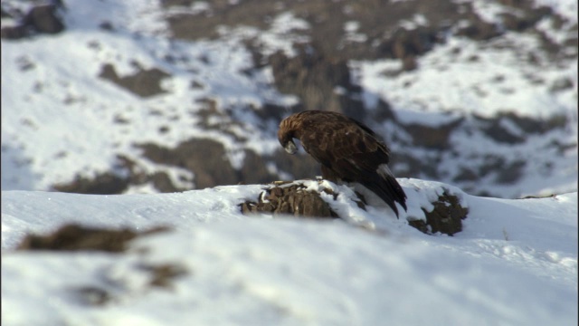 金雕(Aquila chrysaetos)栖息在中国贾库尔特草原上视频素材