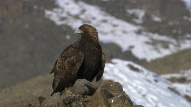 金雕(Aquila chrysaetos)栖息在中国贾库尔特草原上视频素材