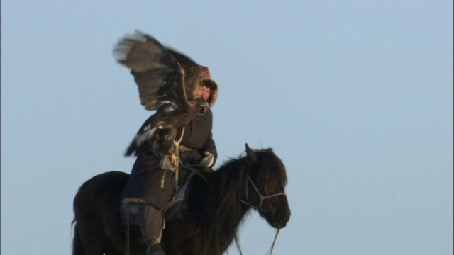 Falconer与金雕(Aquila chrysaetos)在中国贾库尔特狩猎视频素材