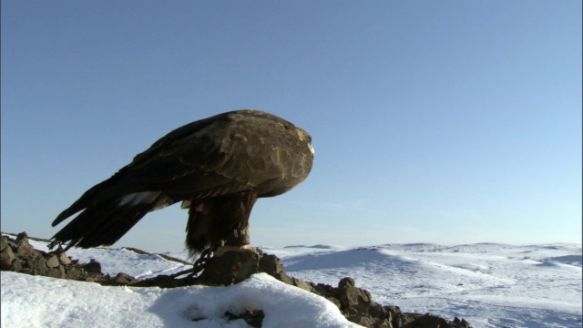 金鹰(Aquila chrysaetos)起飞并飞越草原，贾库尔特，中国视频素材