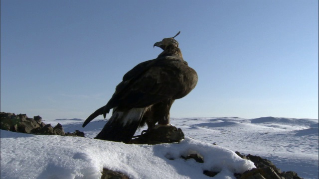 金雕(Aquila chrysaetos)戴着兜帽，栖息在雪原上，贾库尔特，中国视频素材