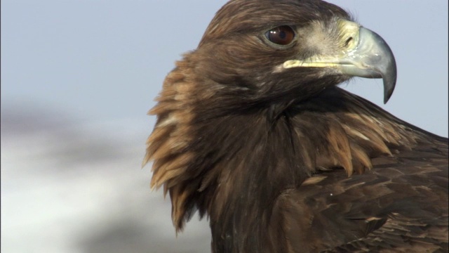 金鹰(Aquila chrysaetos)的CU负责人，贾库尔特，中国视频素材