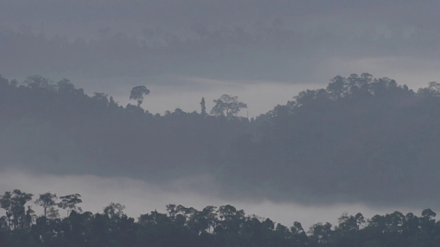 热带雨林景观与朦胧的森林雾视频素材