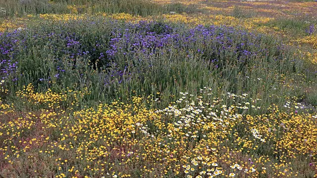 超级盛开:Goldfields, Phacelia, Fiddleneck盛开在卡里佐平原，加利福尼亚视频素材