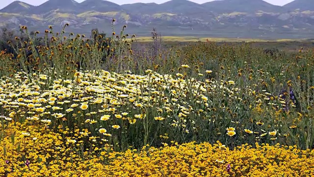 超级bloom: Goldfields, Tidy Tips, Fiddleneck在卡里佐平原开花，地震范围背景，加利福尼亚视频素材