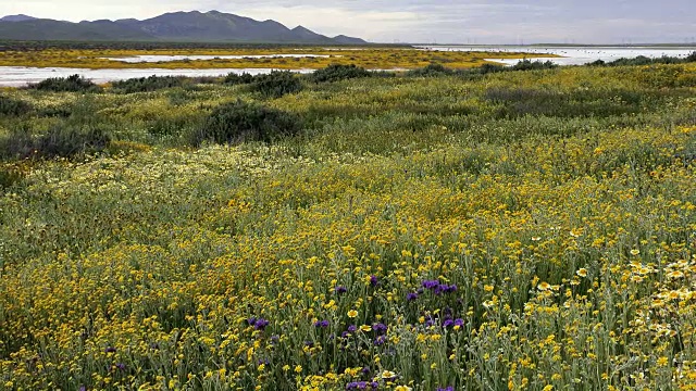 Superbloom, Tidy Tips，在卡里佐平原的Phacelia，苏打湖的背景，加利福尼亚视频素材