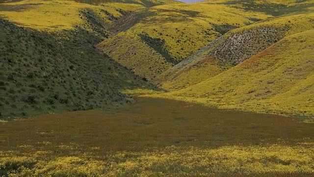 超级盛开:山坡雏菊和Fiddleneck盛开在地震范围，卡里佐平原，加利福尼亚州视频素材