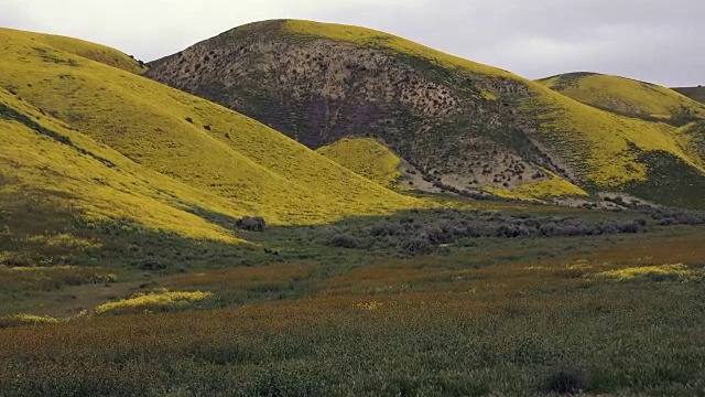 超级盛开:山坡雏菊和Fiddleneck盛开在地震范围，卡里佐平原，加利福尼亚州视频素材