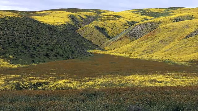 超级盛开:山坡雏菊和Fiddleneck盛开在地震范围，卡里佐平原，加利福尼亚州视频素材