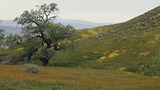 超级盛开:山坡雏菊，Fiddleneck在盛开，和橡树，卡里佐平原，加利福尼亚州视频素材