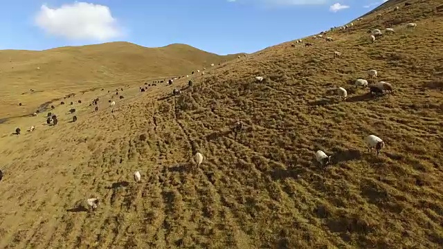 航拍中国甘肃草原上的羊群。视频素材