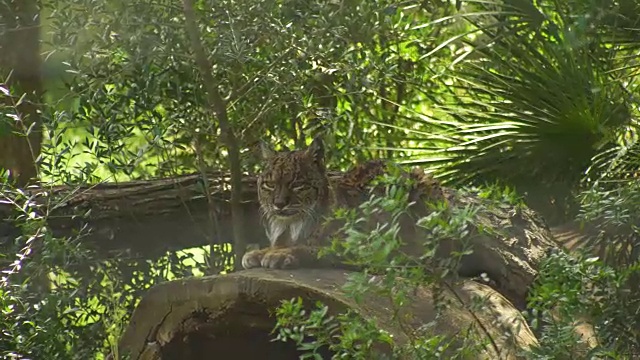 一只美丽的野山猫在森林里休息，看着镜头视频素材