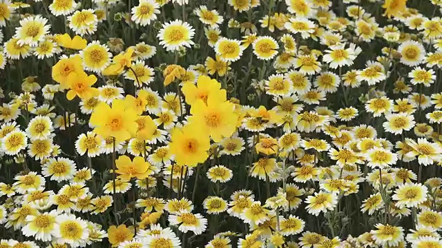 超级开花:整洁的尖端和叶茎粘籽在卡里佐平原，加利福尼亚州开花视频素材