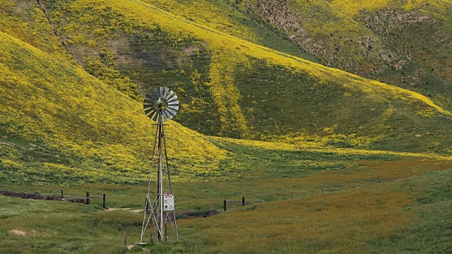 超级盛开:风车转弯在地震范围，山坡雏菊和Fiddleneck在盛开，卡里佐平原，加利福尼亚州视频素材