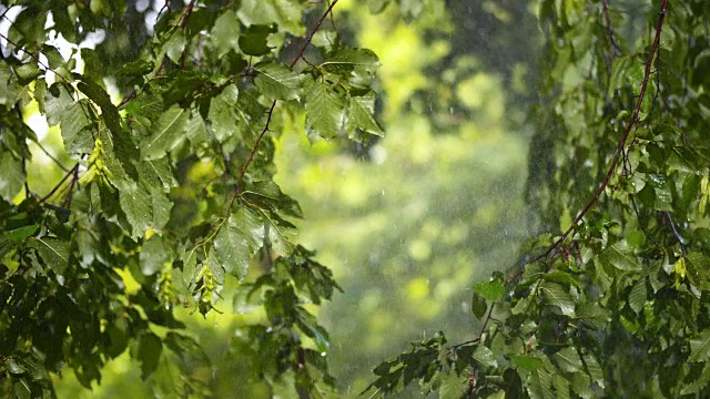 阳光下的雨落在树叶上视频素材