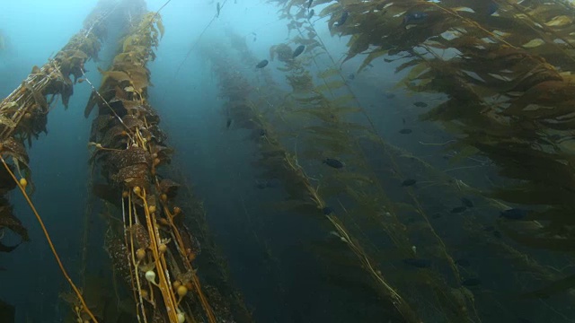 通过在海峡群岛的阿纳卡帕岛的大海藻森林上升-极端宽视频素材