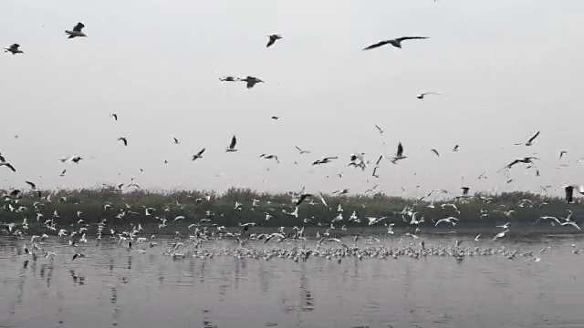 海鸥在河上飞翔视频下载