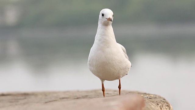 海鸥的特写视频下载