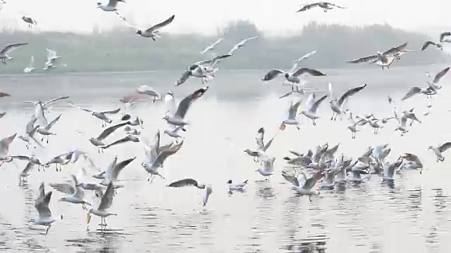 海鸥在河上飞翔视频下载