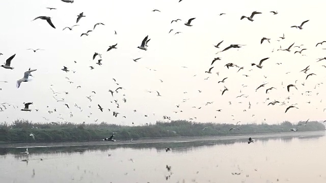 海鸥在河上飞翔视频下载