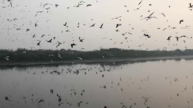 海鸥在河上飞翔视频下载