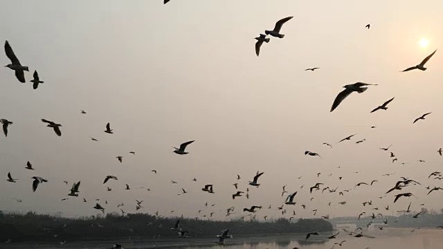 海鸥飞视频下载